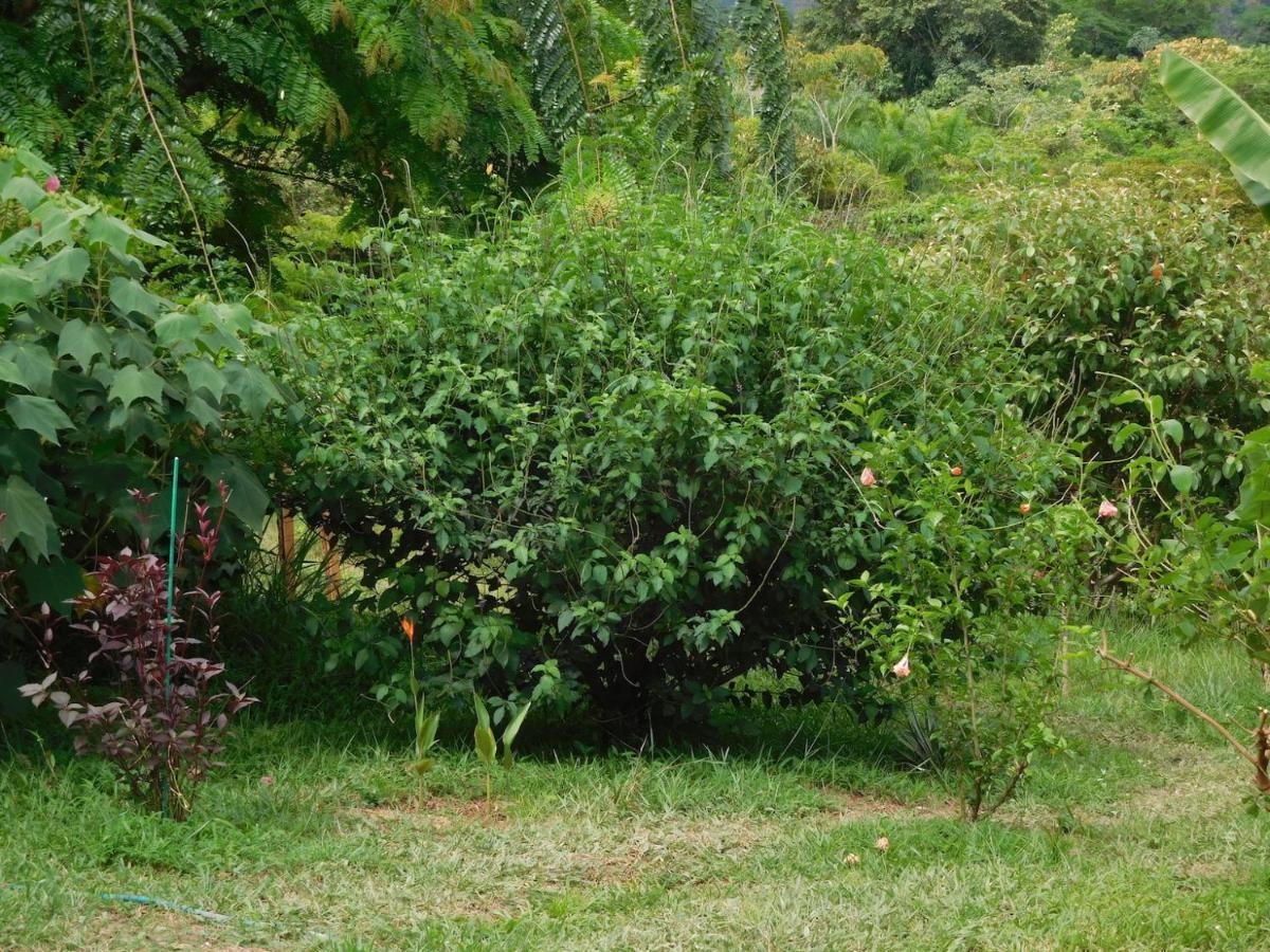 Hostal Casa Las Lajas Las Lajas  Ngoại thất bức ảnh